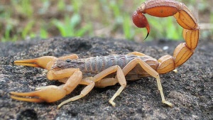 Amazon Scorpion Venom Shows Promise in Breast Cancer Fight: Study