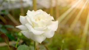 Rose Petal Secrets: Stress, Geometry, and the Science Behind Their Elegant Curl