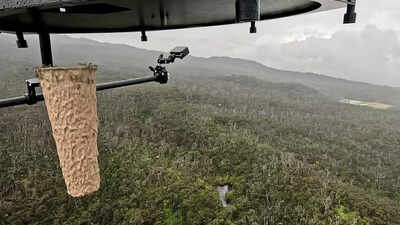 Why are scientists dropping mosquitoes from drones in Hawaii?